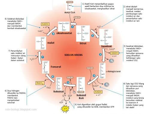 proses-siklus-krebs-7473529