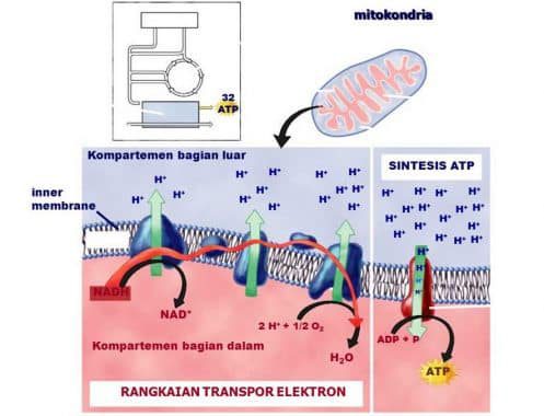 proses-transpor-elektron-4855307