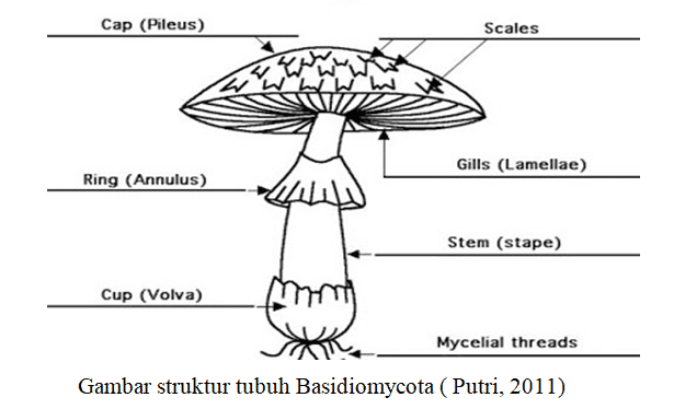 struktur-tubuh-basidiomycota-7116098