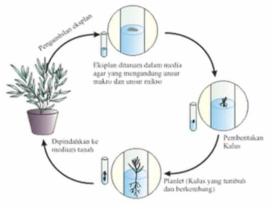 sifat-totipotensi-1917323