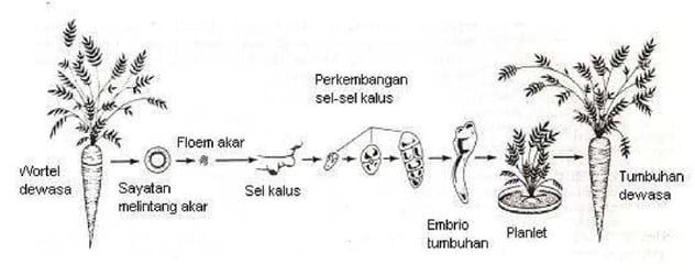 totipotensi-sel-1590868