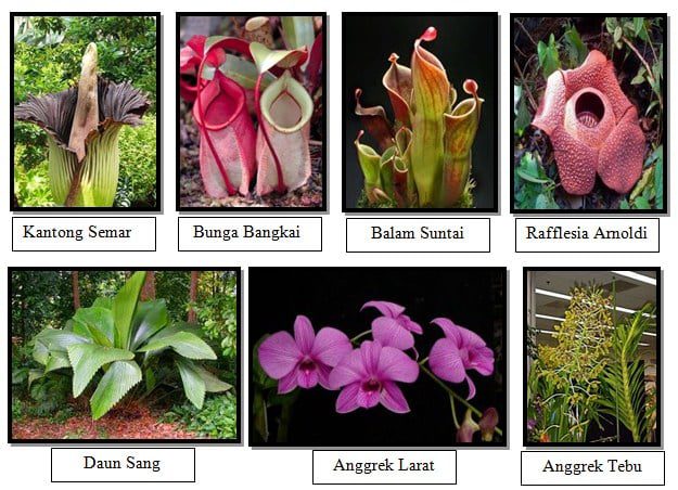 tanaman-langka-1-9793102