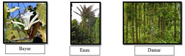 tanaman-langka-2-6059716