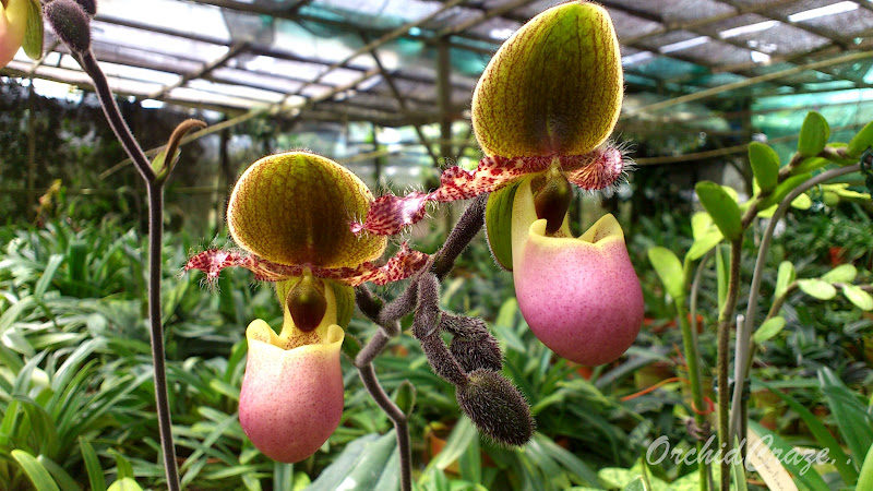 tanaman-langka-anggrek-8677412