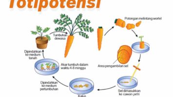 totipotensi-2904441-6345932-jpg