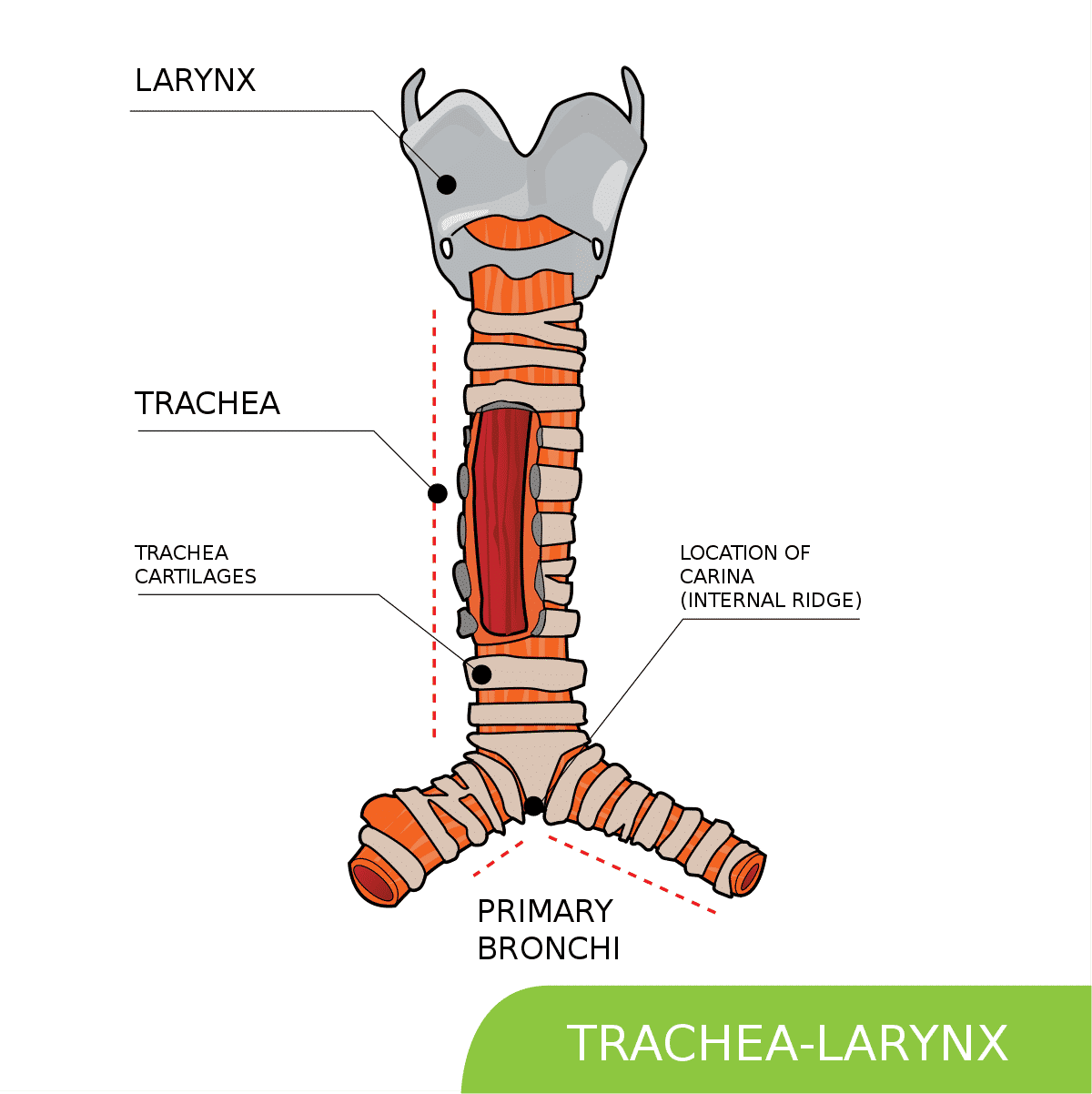 trakea-7388244