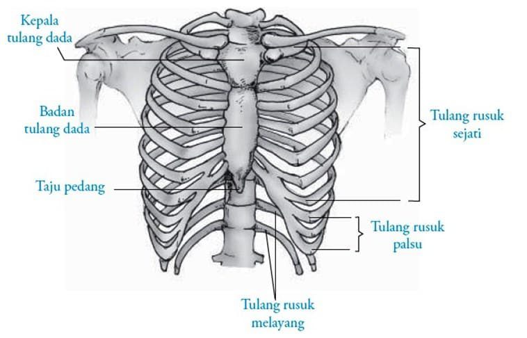 tulang-rusuk-4367323