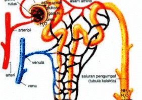 urine-2226949-8918431-png