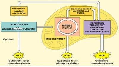 aerob-4066339-5197372-jpg