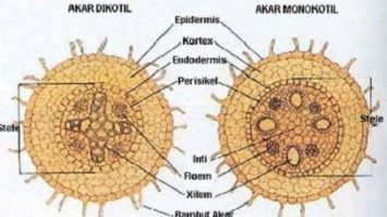 akar-mono-kotil-1682720-4722071-jpg