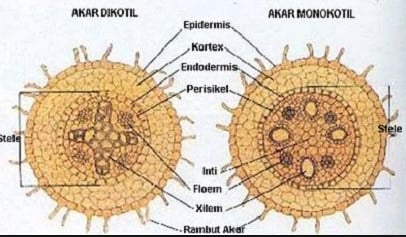 akar-mono-kotil-1682720-4722071-jpg