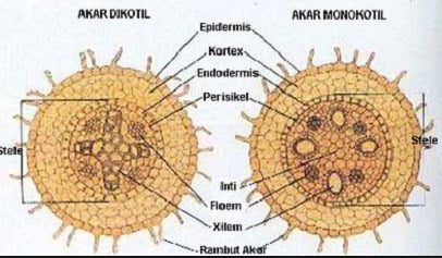 akar-mono-kotil-5149642