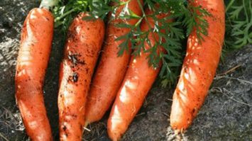 akar-tunggang-1293111-6917667-jpg