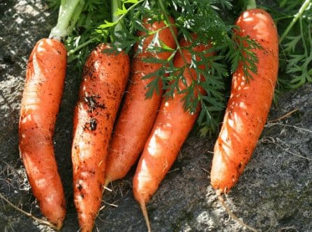 akar-tunggang-1293111-6917667-jpg