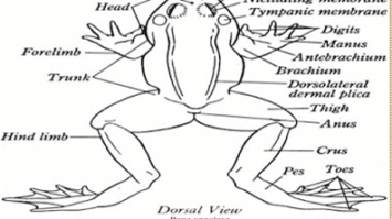 amfibi-8026757-7322005-png