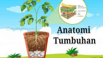 anatomi-tumbuhan-4072912-8870984-jpg