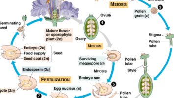 angiospermae-3819855-7924801-png
