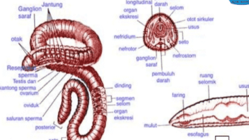 annelida-7983164-9044114-png