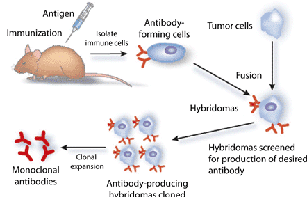 antibodi-3811581