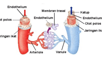 arteri-6019953-3654461-png