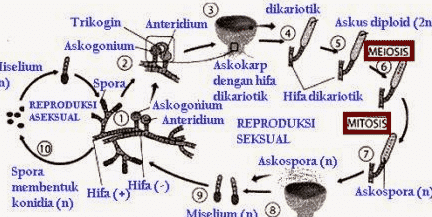 Ascomycota ascomycota-9053011