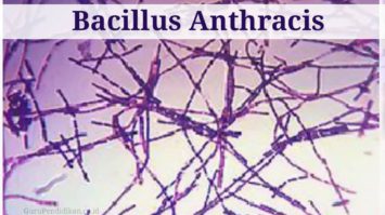 bacillus-anthracis-5197847-1035692-jpg