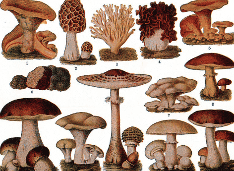 basidiomycota-3936142