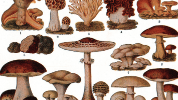 basidiomycota-7451393-4684748-png