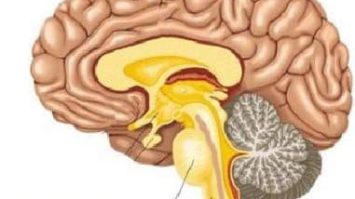 batang-otak-1674564-3577001-jpg