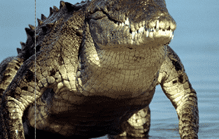 buaya-1791899-4450327-png