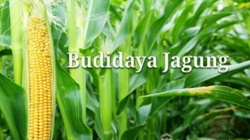 budidaya-tanaman-jagung-8329999-2536390-jpg