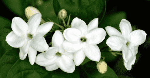 bunga-melati-4667523