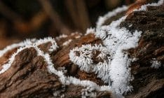 ciri-1790515-2343582-jpg