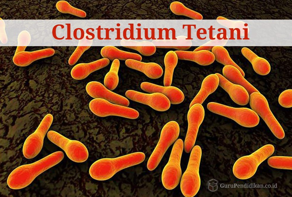 clostridium-tetani-1025806