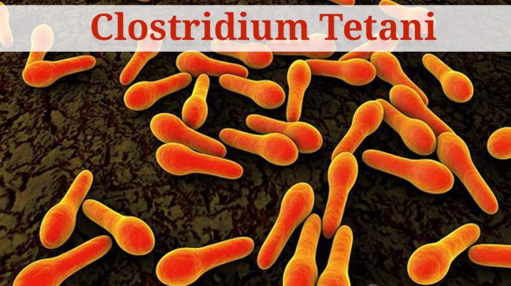 clostridium-tetani-2863747-7117095-jpg