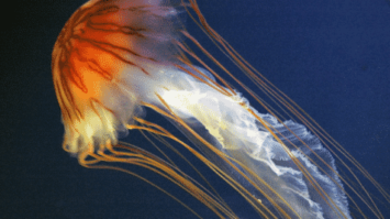 coelenterata-3260660-3371582-png