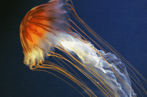 coelenterata-3260660-3371582-png