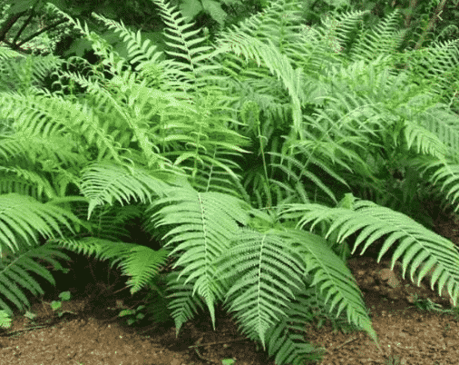 contoh-tanaman-paku-1353779