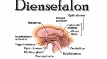 diensefalon-6192218-8016301-png
