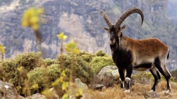 fauna-3611312-8827887-jpg