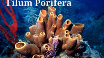 filum-porifera-8945107-3066033-jpg