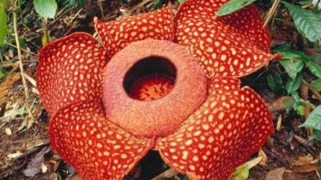 flora-2549400-3108232-jpg