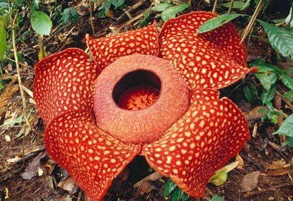 flora-9265155