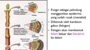 fungsi-jaringan-gabus-2460176-3982562-jpg