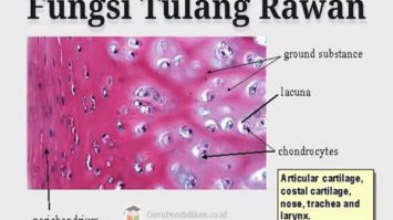 fungsi-tulang-rawan-4295922-2889227-jpg