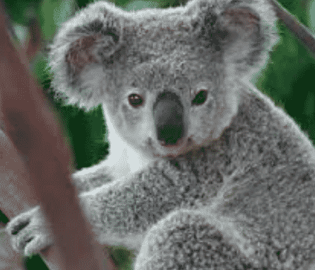 gambar-fauna-2-2880252