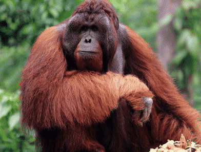 gambar-fauna-3903015