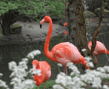 gambar-fauna1-6218124