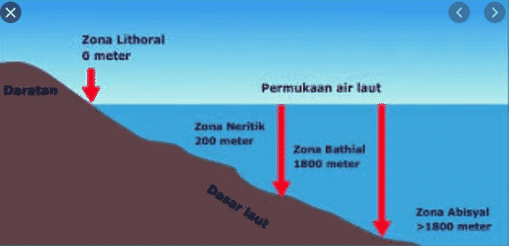 gambar-zona-litoral-1904348