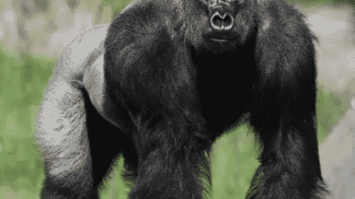 gorila-1-6367601-4551544-png